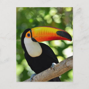 Cartão Postal Tucano