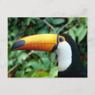 Cartão Postal Tucano-de-bico-amarelo