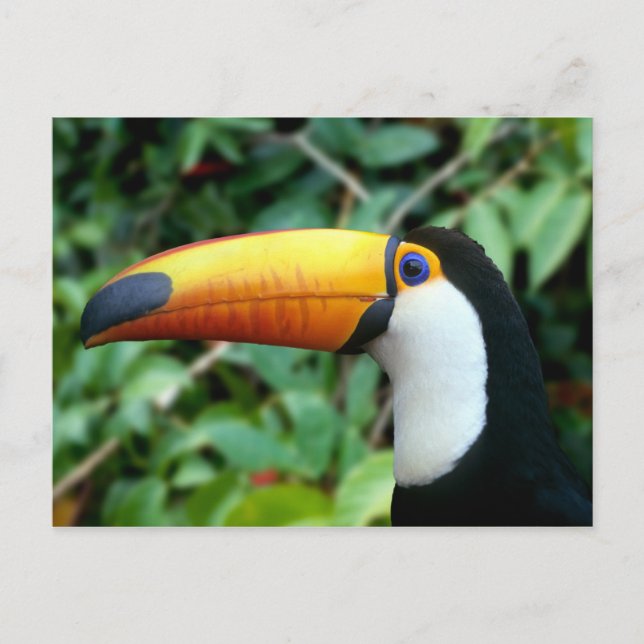 Cartão Postal Tucano-de-bico-amarelo (Frente)