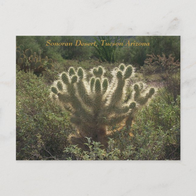 Cartão Postal Tucson Arizona (Frente)