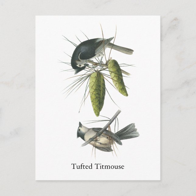 Cartão Postal Tufted Titmouse, John Audubon (Frente)
