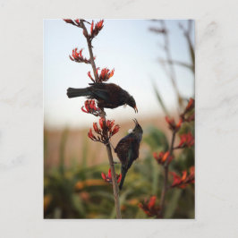 Cartão Postal Tui bird na Nova Zelândia em arbustos de linho