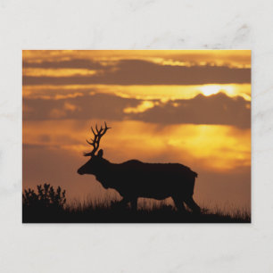 Cartão Postal Tule Elk   Parque Nacional Point Reyes