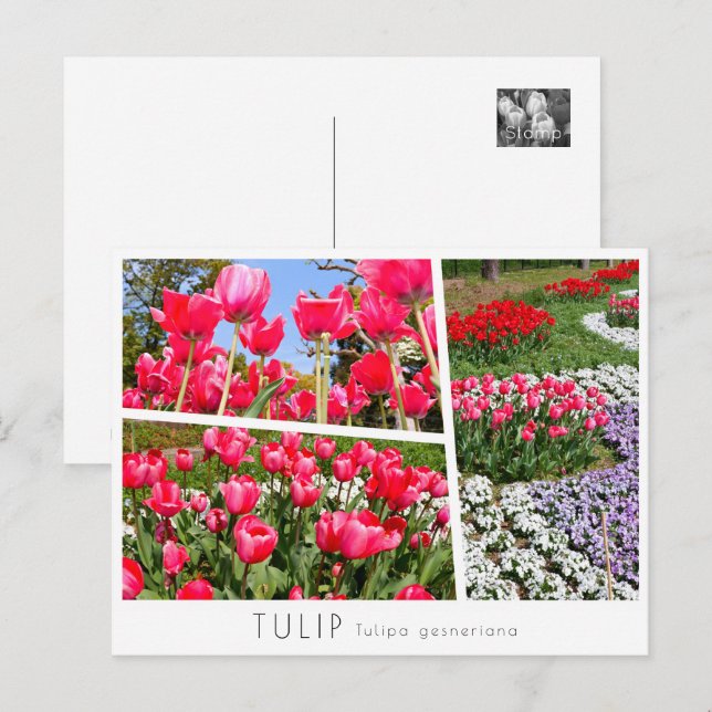 Cartão Postal Tulip (Frente/Verso)
