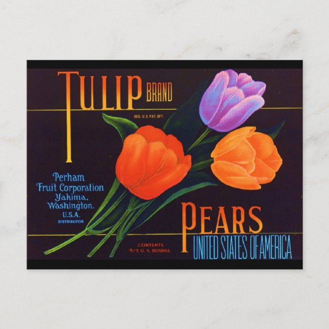 Cartão Postal Tulip (Frente)