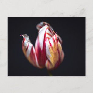 Cartão Postal Tulip