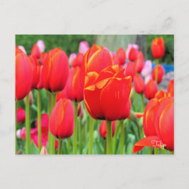 Cartão Postal Tulip [Cartão postal]