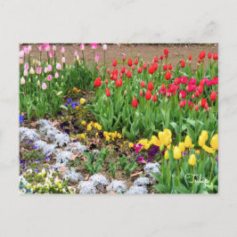 Cartão Postal Tulip [Cartão postal]