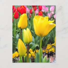 Cartão Postal Tulip [Cartão postal]