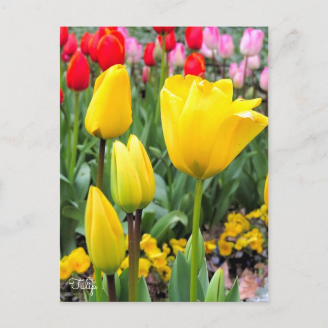 Cartão Postal Tulip [Cartão postal] (Frente)