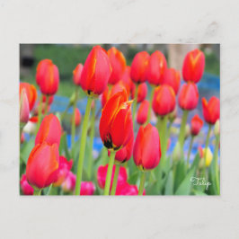 Cartão Postal Tulip [Cartão postal]