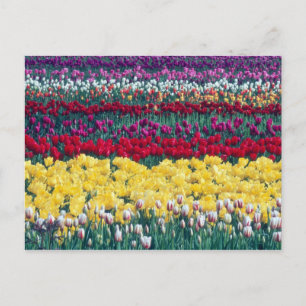 Cartão Postal Tulip display garden in Skagit county,
