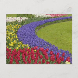 Cartão Postal Tulip e Grape Hyacinth e daffodil jarden,