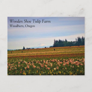Cartão Postal Tulip Field com o Mt. Hood, Oregon Postcard