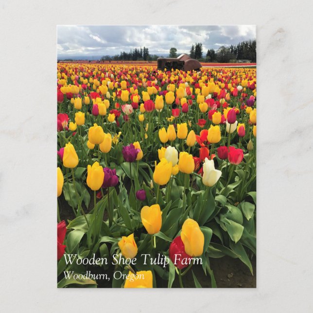 Cartão Postal Tulip Field com Old Trator, Oregon Postcard (Frente)