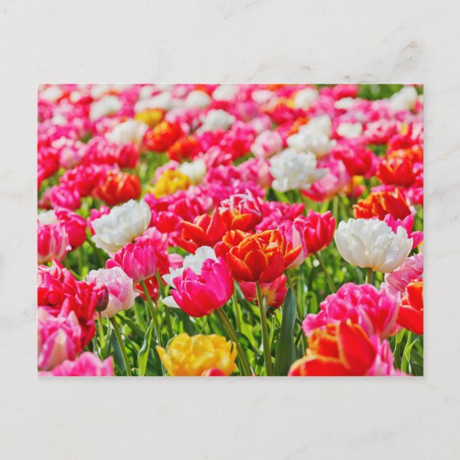 Cartão Postal Tulip Garden (Frente)