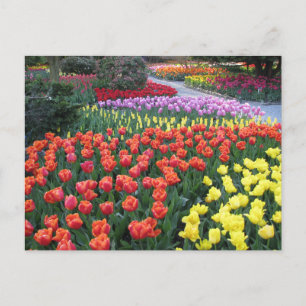Cartão Postal Tulip Gardens