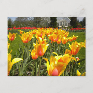 Cartão Postal Tulip Gardens, Elizabeth Park, Hartford, CT