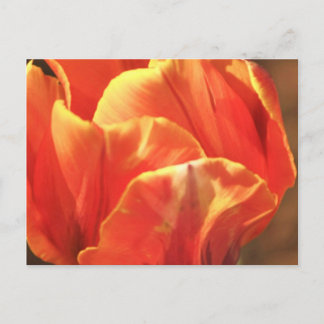 Cartão Postal Tulip on Fire