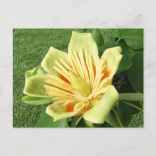 Cartão Postal Tulip Poplar