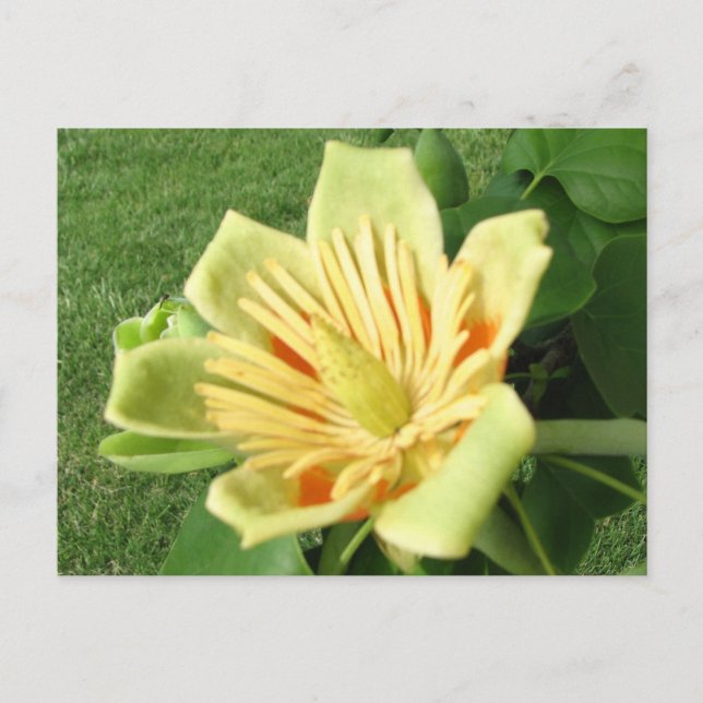 Cartão Postal Tulip Poplar (Frente)