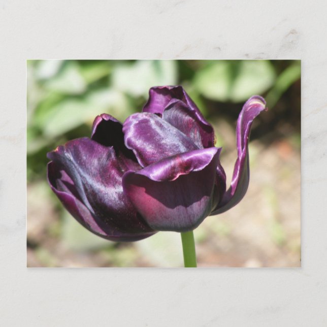 CARTÃO POSTAL TULIP PURPER (Frente)