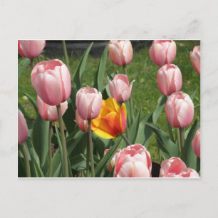 Cartão Postal Tulip Treasure