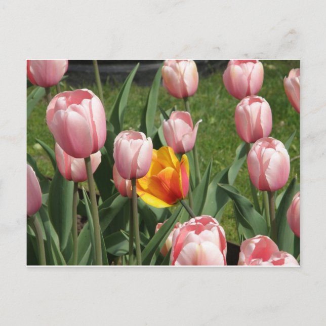 Cartão Postal Tulip Treasure (Frente)