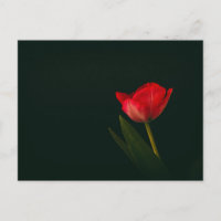 Tulip Vermelho solteiro