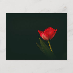 Cartão Postal Tulip Vermelho solteiro