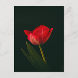 Cartão Postal Tulip Vermelho solteiro