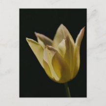 Tulipa Amarela