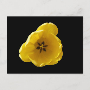 Cartão Postal Tulipa Amarela