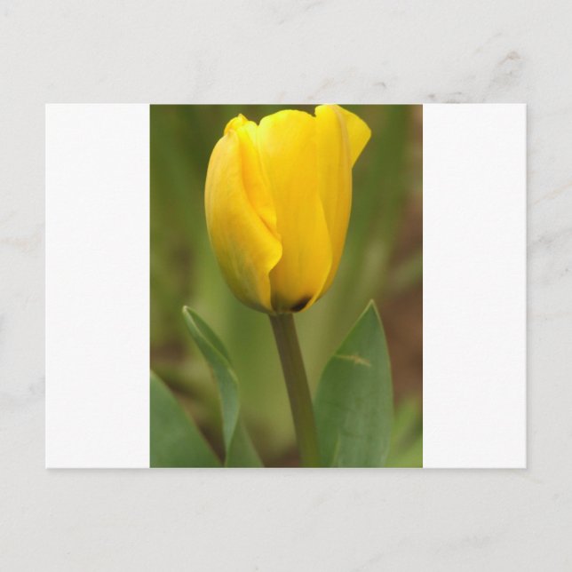 Cartão Postal Tulipa Amarela (Frente)