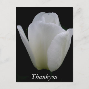 Cartão Postal Tulipa Branca