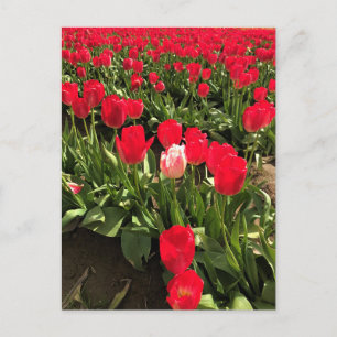 Cartão Postal Tulipa branca e rosa em um campo de tulipa vermelh