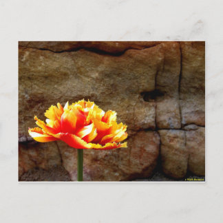 Cartão Postal Tulipa Brilhante