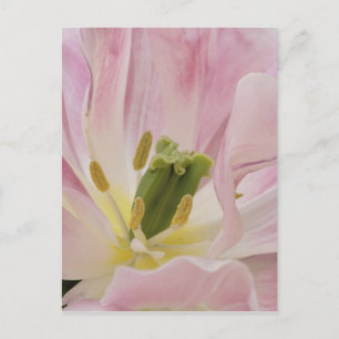 Cartão Postal Tulipa close-up, Jardins Keukenhof, Lisse,