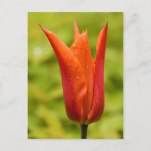 Cartão Postal Tulipa com gotículas de água 1