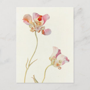 Cartão Postal Tulipa da borboleta por Margaret Armstrong