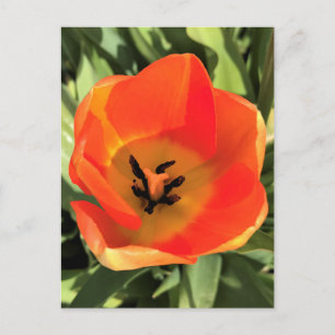 Cartão Postal Tulipa dentro Laranja