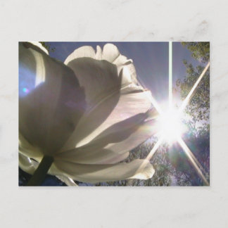 Cartão Postal tulipa do angelique