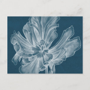 Cartão Postal Tulipa II monocromática