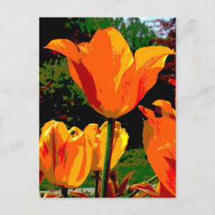 Cartão Postal tulipa laranja