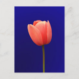 Cartão Postal tulipa laranja de fundo azul