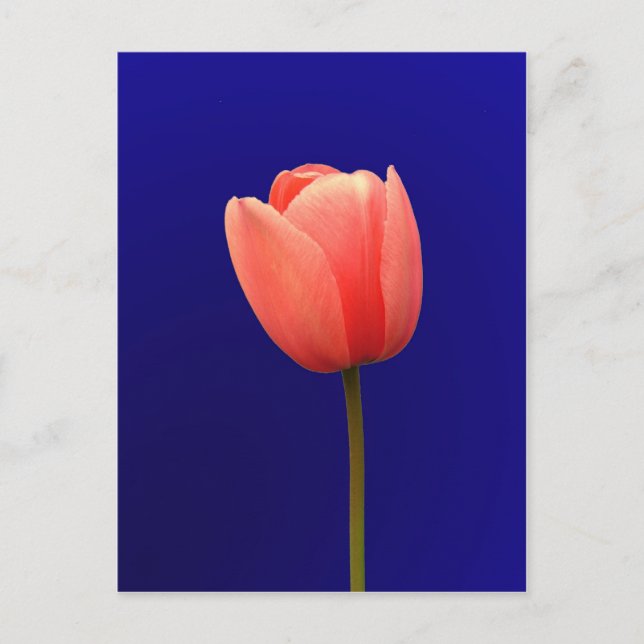 Cartão Postal tulipa laranja de fundo azul (Frente)