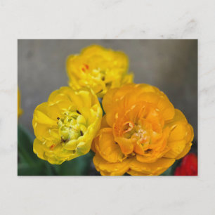 Cartão Postal Tulipa Peônia