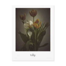 "tulipa" por Heidi Rondak Fotografia