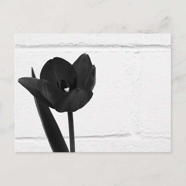 Cartão Postal Tulipa Preta | (Frente)