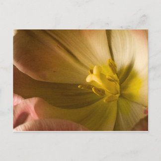 Cartão Postal Tulipa Rosa